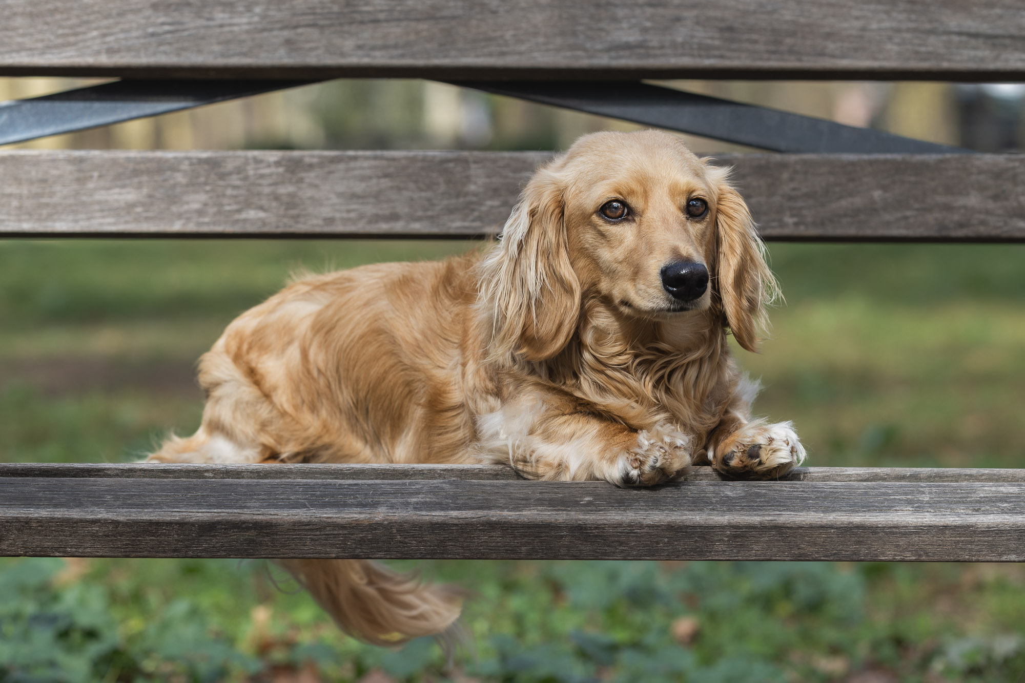 weenieandfriends-dunkin-park-bench