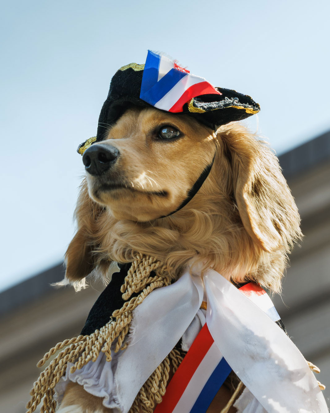 weenieandfriends-dunkin-napoleon-lookout-4×5