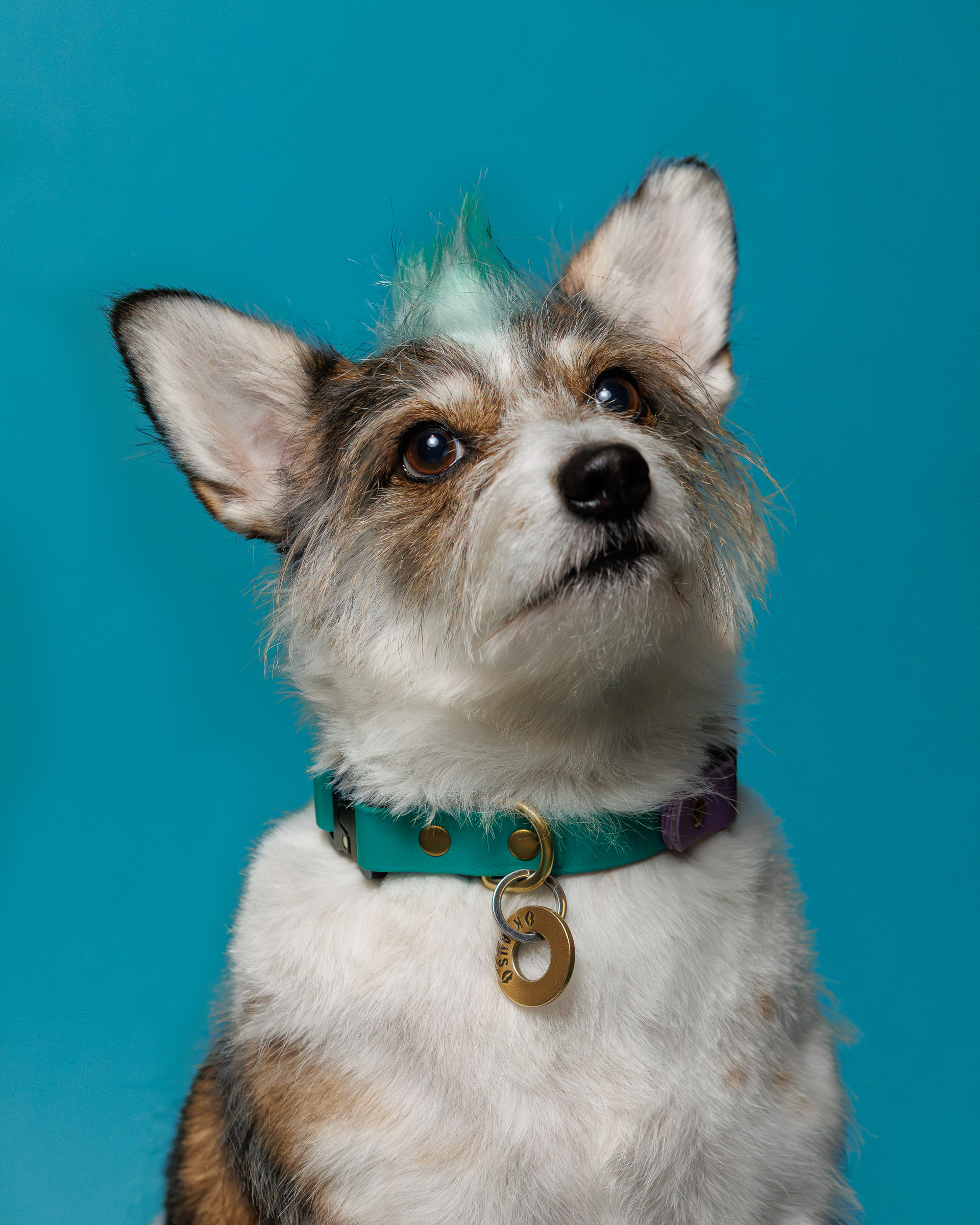 weenieandfriends-klaus-studio-blue