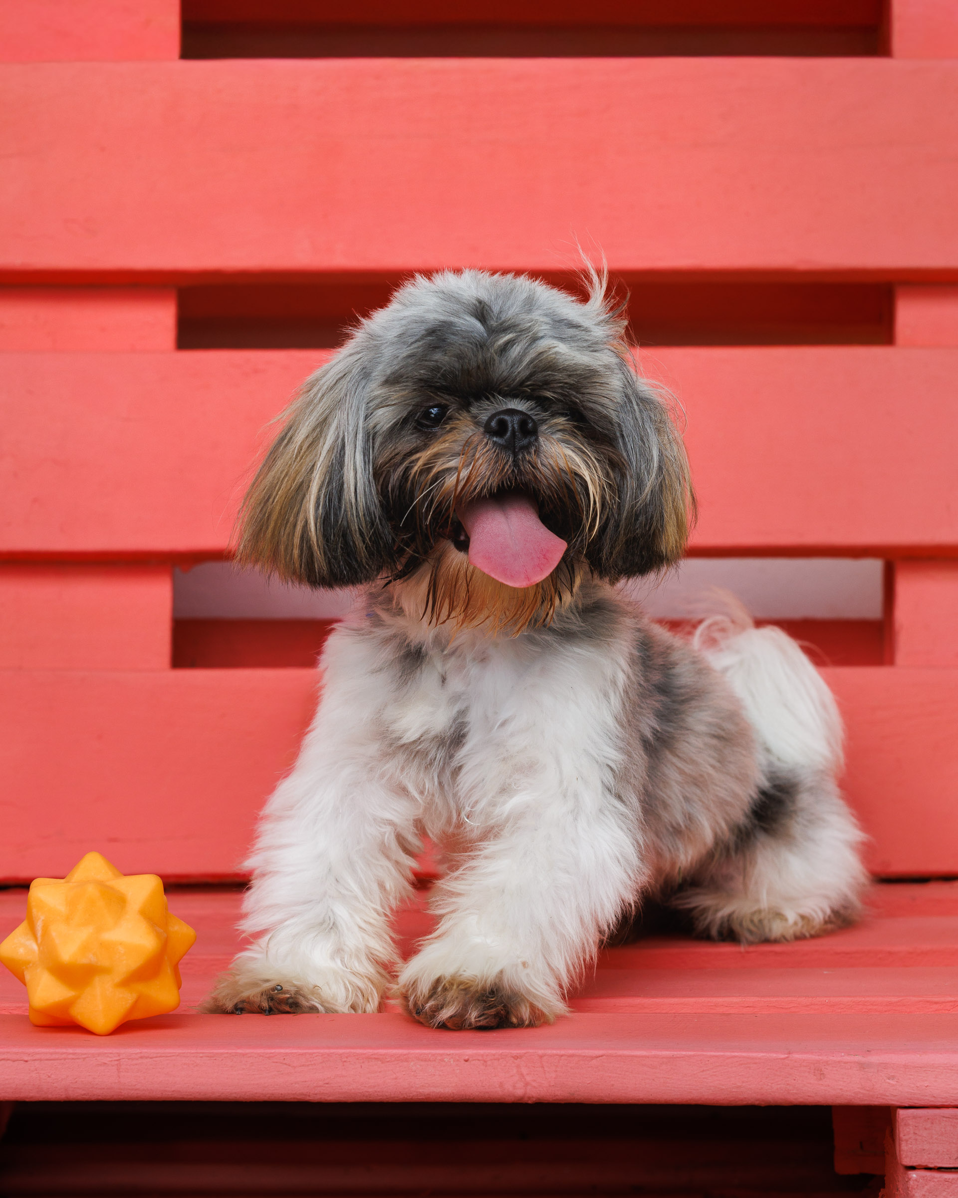 weenieandfriends-milo-bench