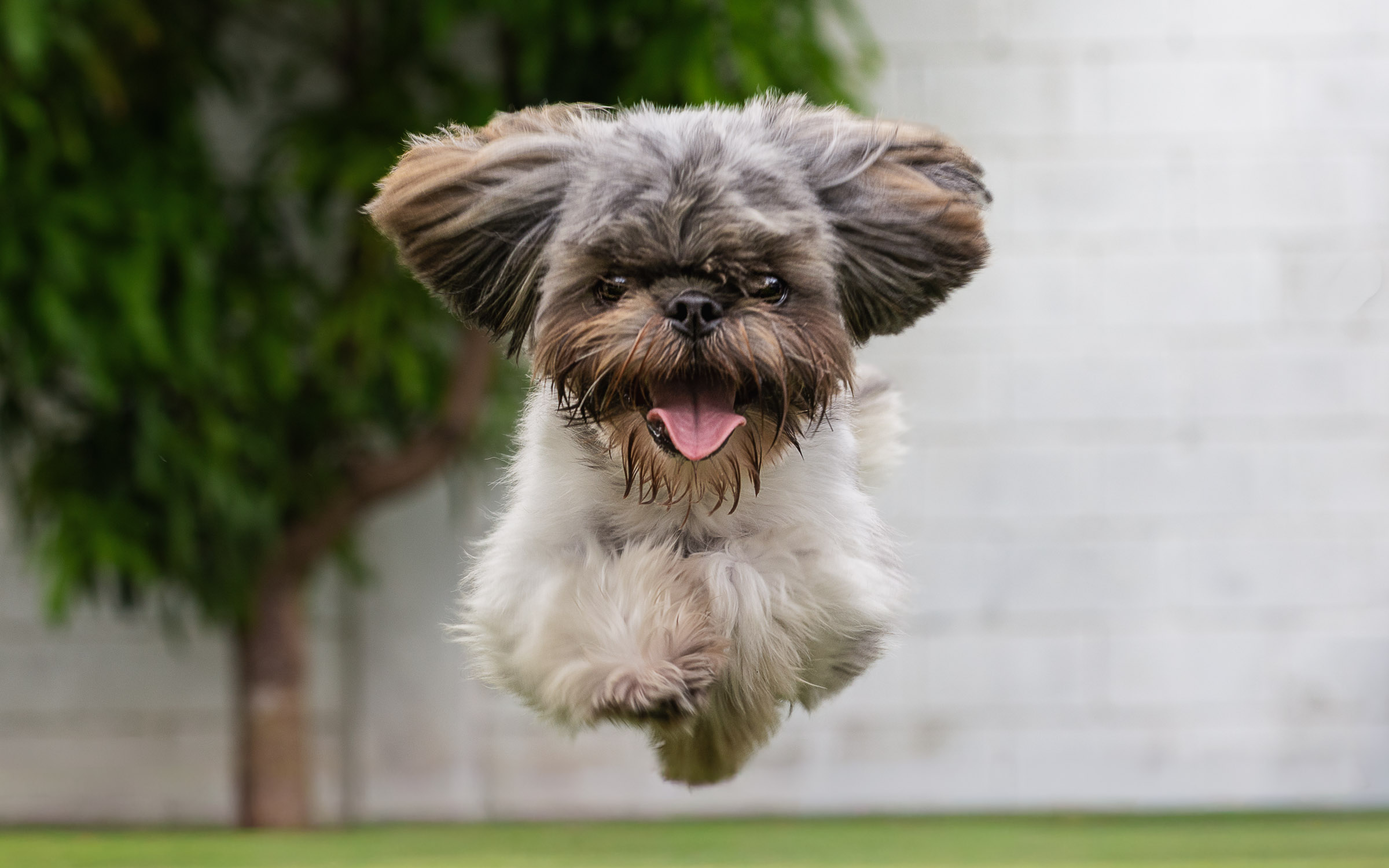 weenieandfriends-milo-jump