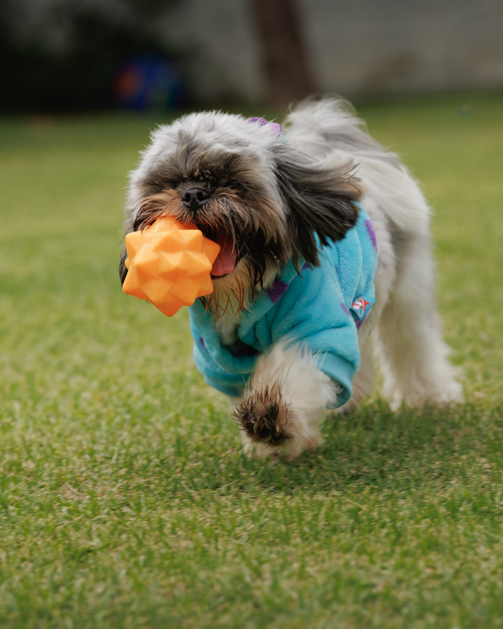 weenieandfriends-milo-toyrun