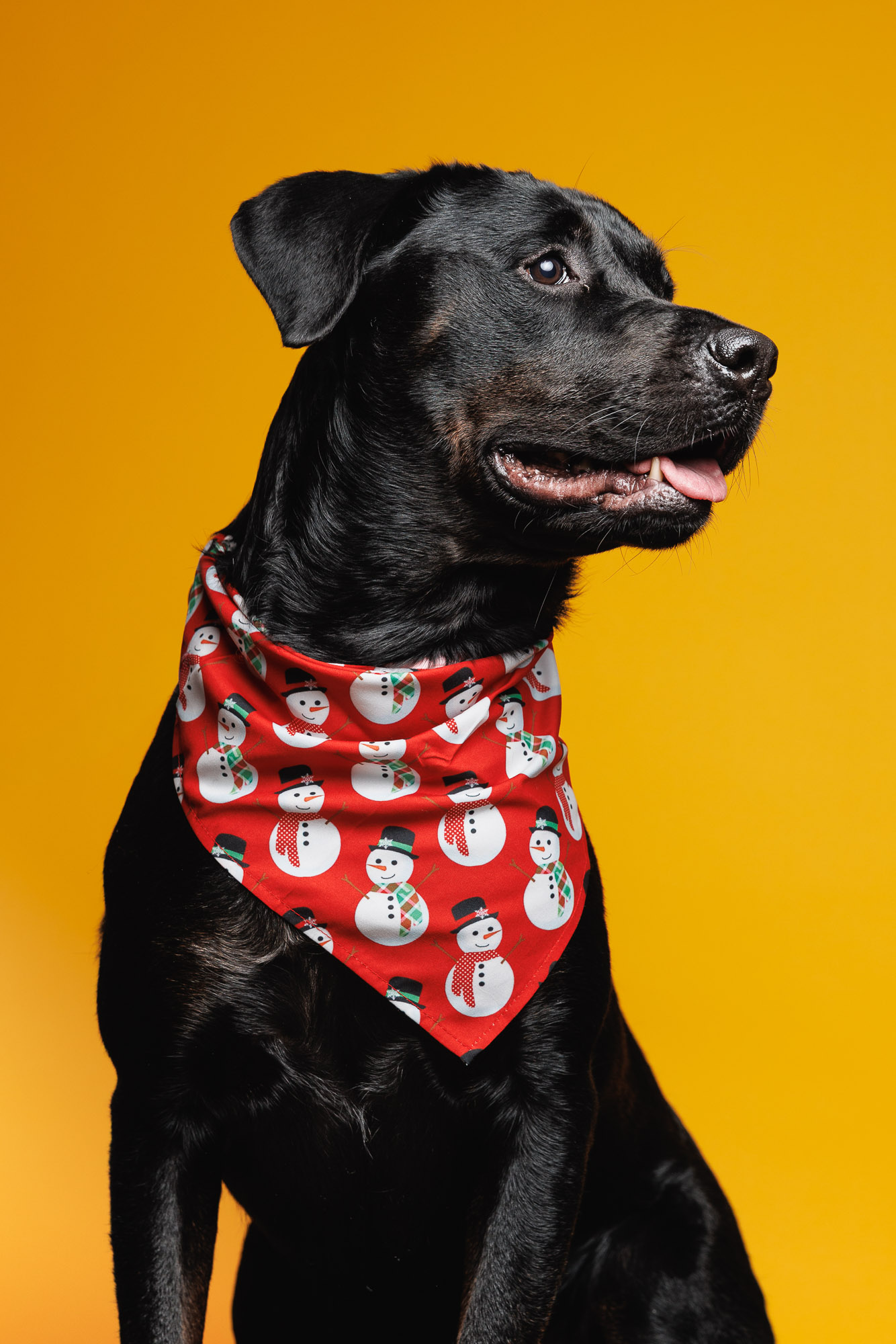 weenieandfriends-olivia-bandana