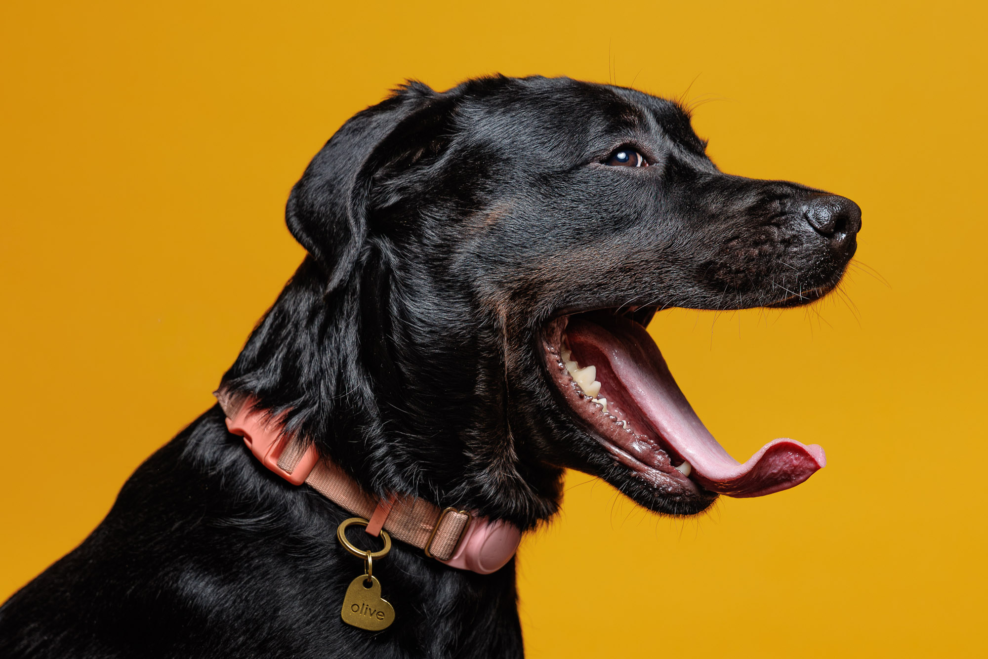 weenieandfriends-olivia-yawn