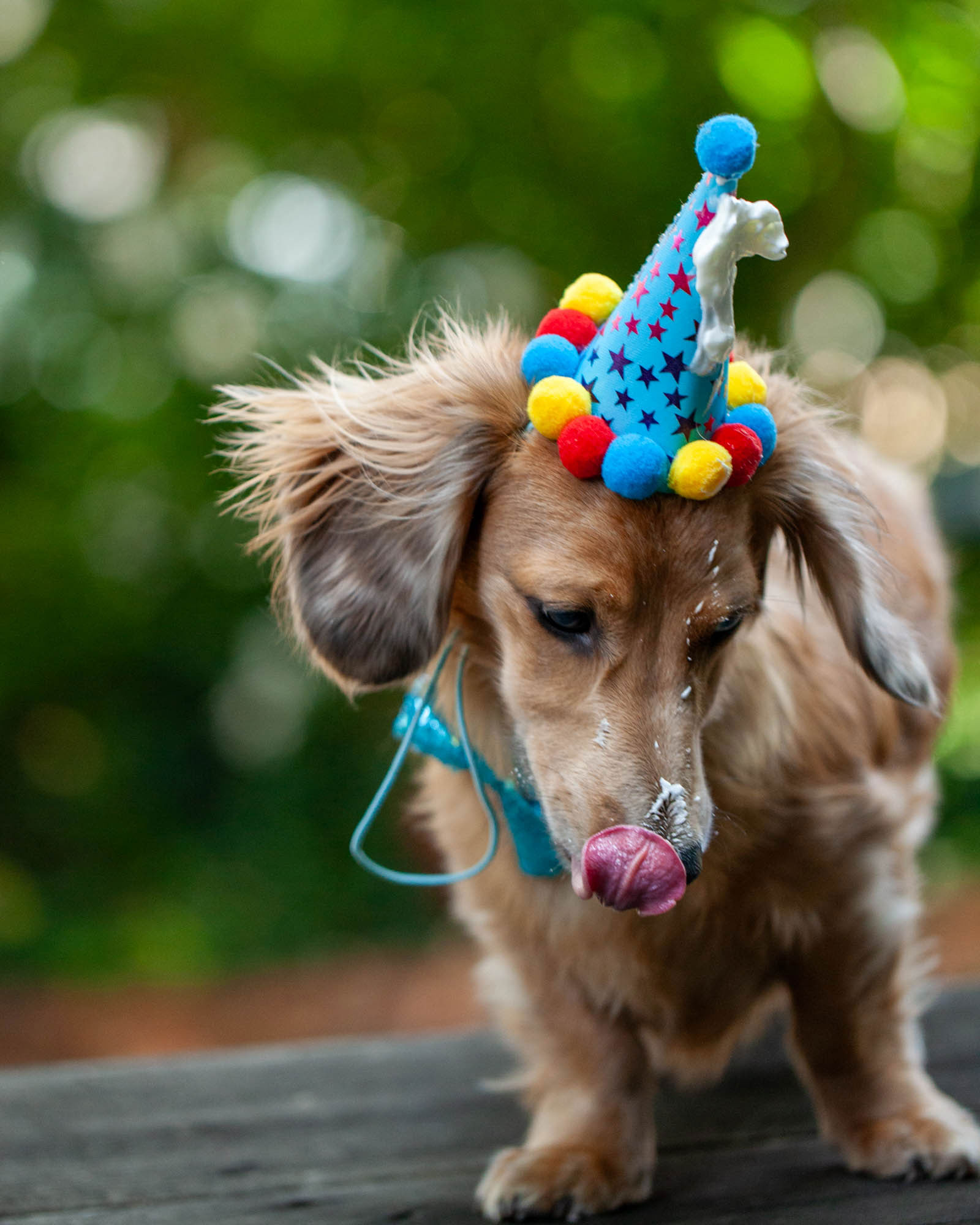 weenieandfriends-rico-bday-shake