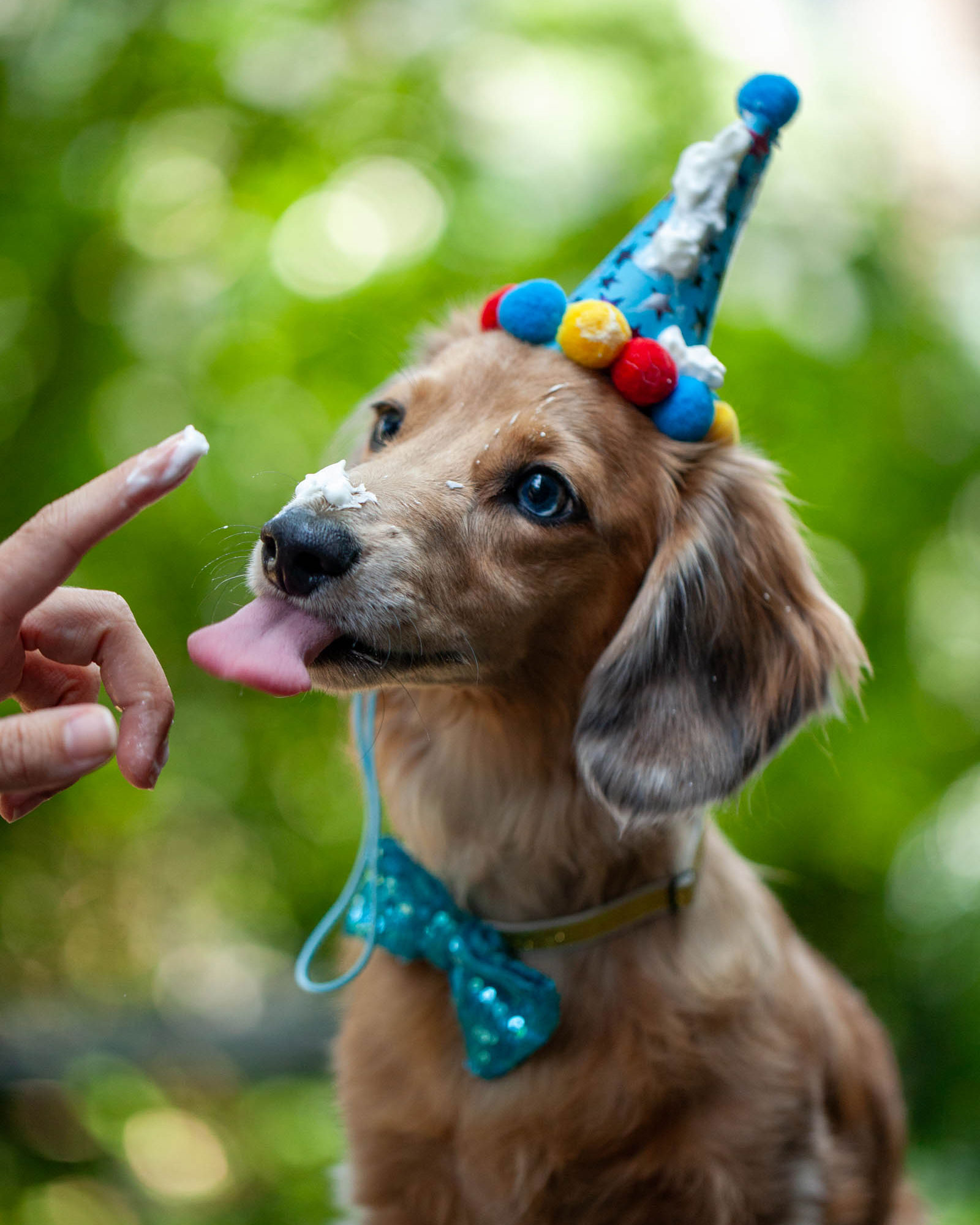 weenieandfriends-rico-birthday