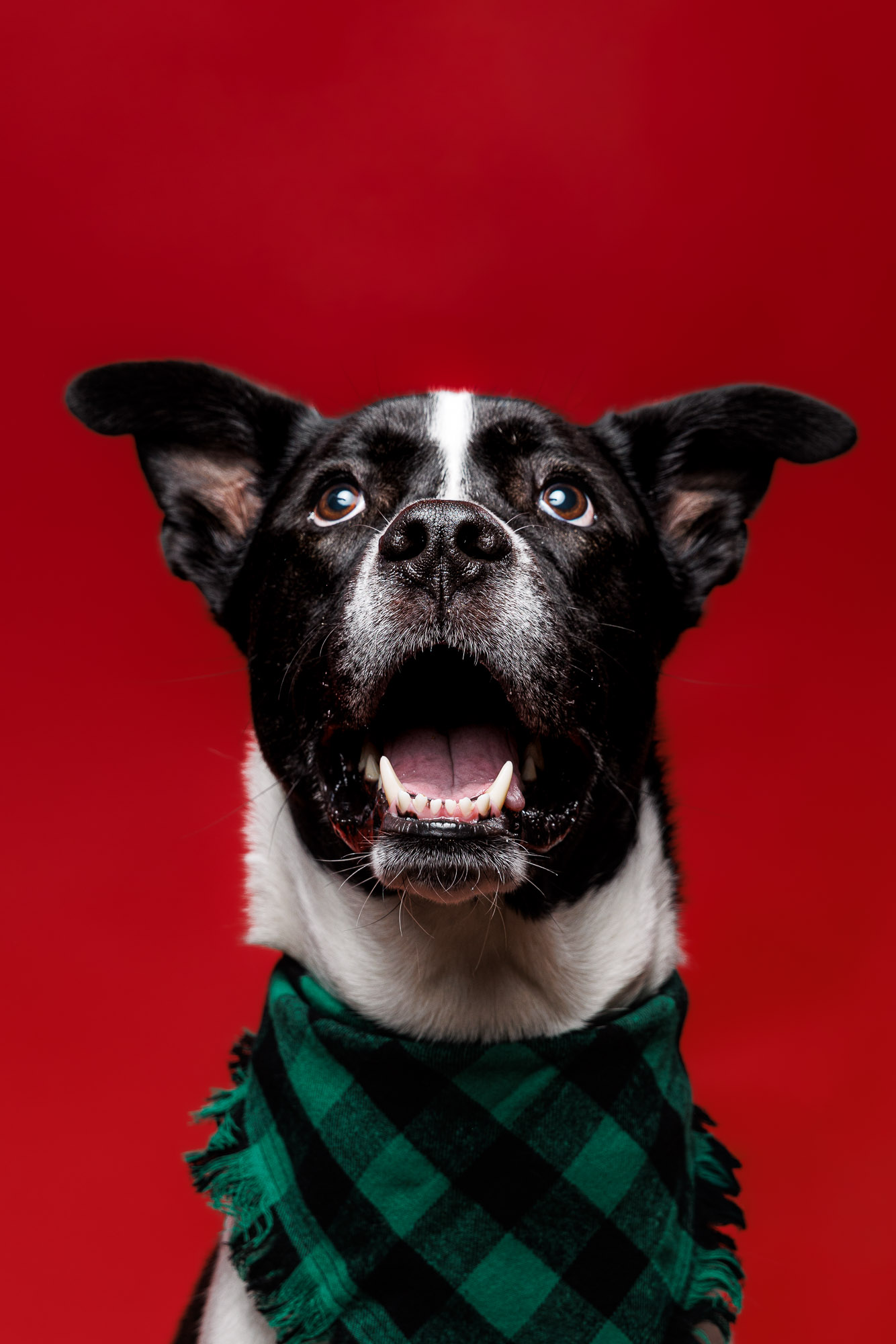 weenieandfriends-waldo-lookup