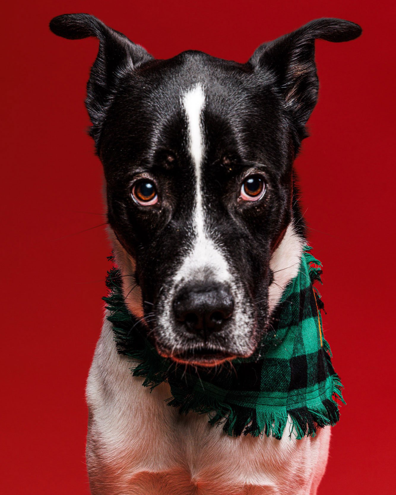 weenieandfriends-waldo-seriousv2-4×5