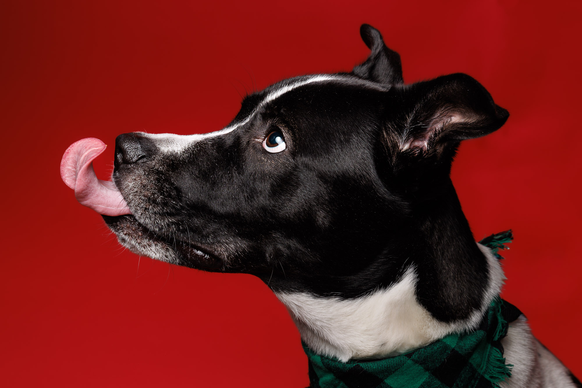 weenieandfriends-waldo-tongue