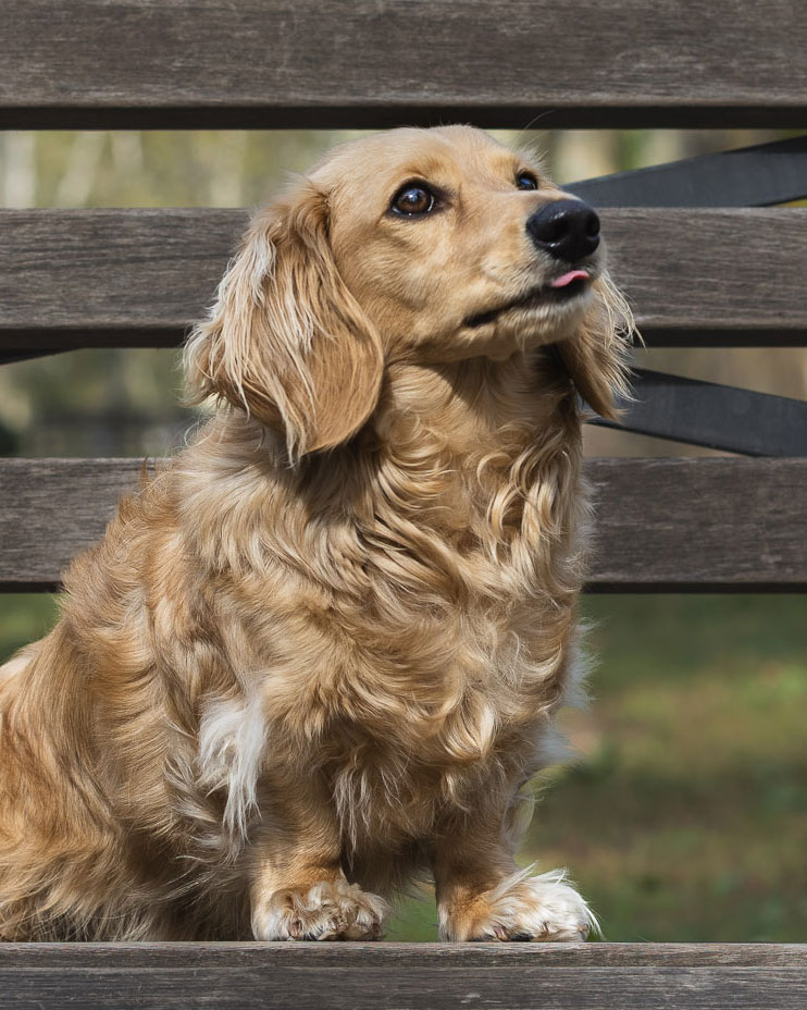 weenieandfriends-dunkin-testimonial-4×5