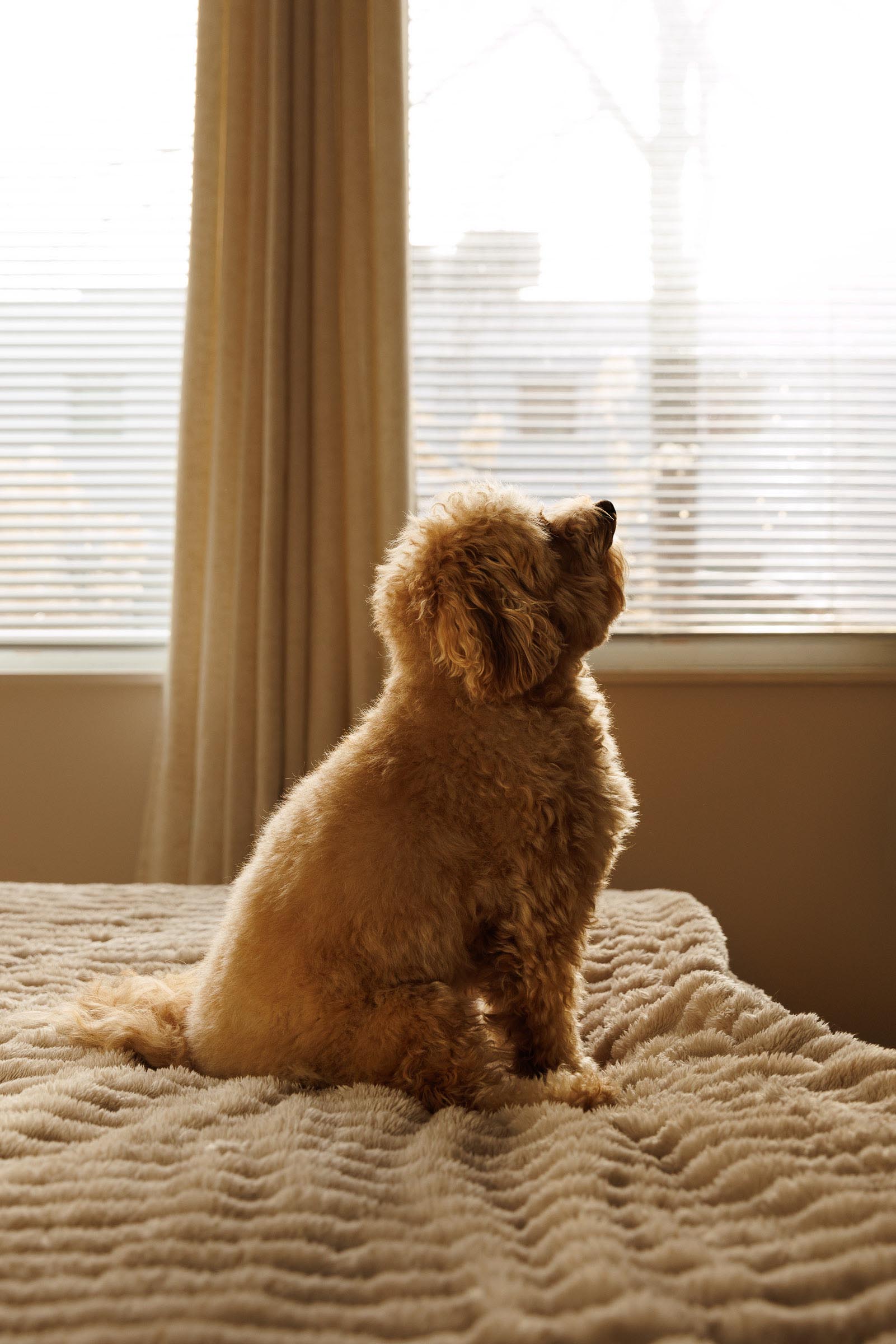 weenieandfriends-olivia-bondst-2