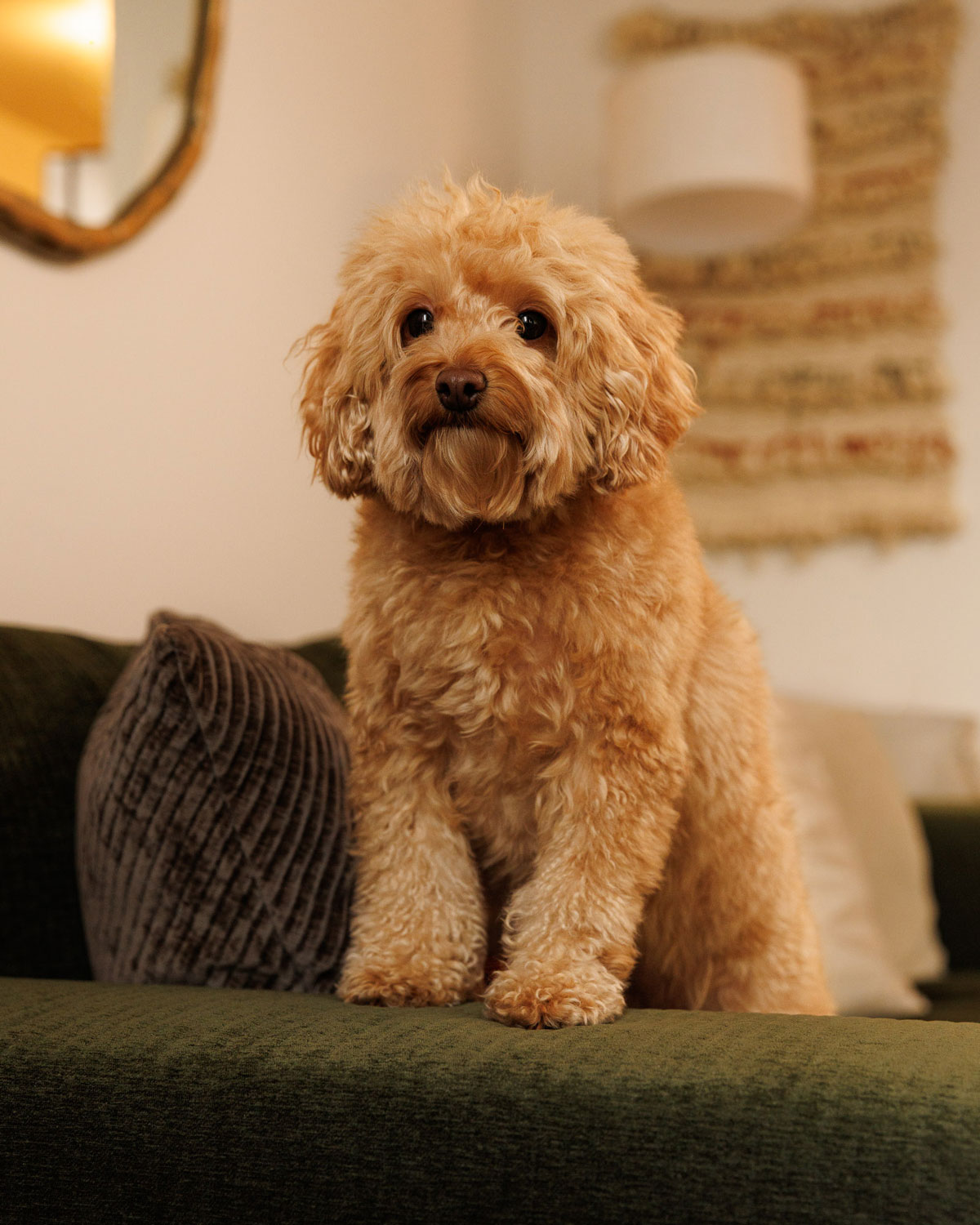 weenieandfriends-olivia-couch-4×5